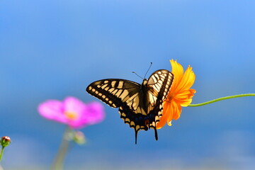 小出公園のコスモス（新潟県）