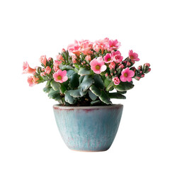 A Vibrant Potted Kalanchoe Plant with Clusters of Pink Flowers Isolated on Transparent Background
