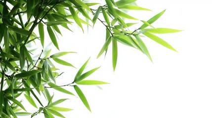 Fototapeta premium Elegant Bamboo Leaves Against a White Background