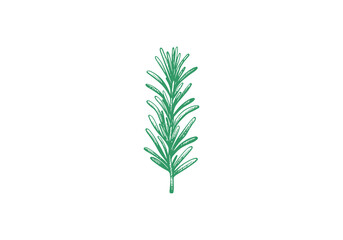 Rosemary Hand Drawn Illustration Sketch Vector Isolated