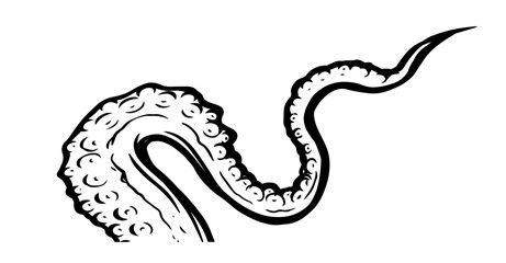 Tentacles of octopus, vector hand drawn collection of illustrations. Black and white engraving style drawings. Tentacle straight and with rings in different angles.