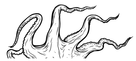 Tentacles of octopus, vector hand drawn collection of illustrations. Black and white engraving style drawings. Tentacle straight and with rings in different angles. © Very Well Studio