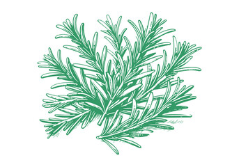 Rosemary Hand Drawn Illustration Sketch Vector Isolated