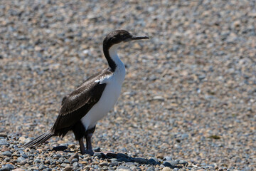 cormoran cuello blanco