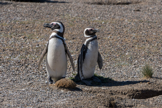 Pinguinos dde magallanes 