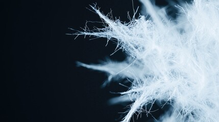 Close-up of down feathers against black background