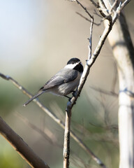 Black-capped chickadee
