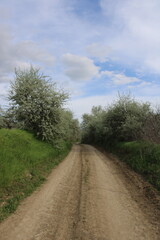 Country Road in Spring. Spring Path