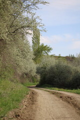 Country Road in Spring. Spring Path