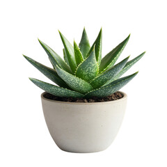 A Small Potted Aloe Vera Plant with Thick Succulent Isolated on Transparent Background