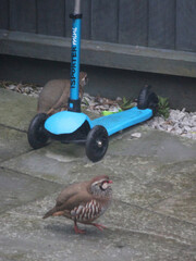 Two red legged partridge in Norwich