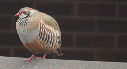 Two red legged partridge in Norwich