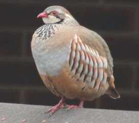 Two red legged partridge in Norwich