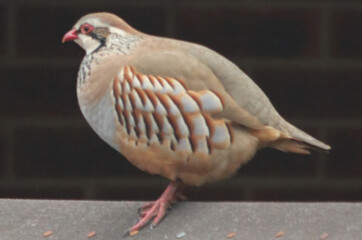 Two red legged partridge in Norwich