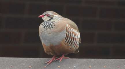Two red legged partridge in Norwich