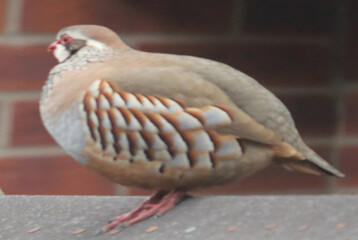 Two red legged partridge in Norwich