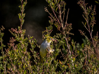Capricorn Sivereye Amongst Berry Covered Branches
