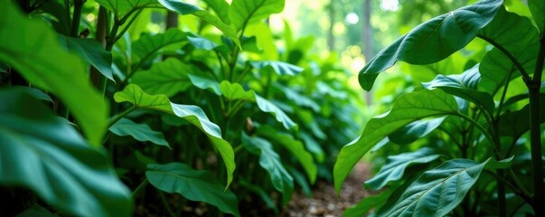 Obraz premium Dense foliage of peanut plants with large green leaves in a jungle environment, greenery, peanut plants