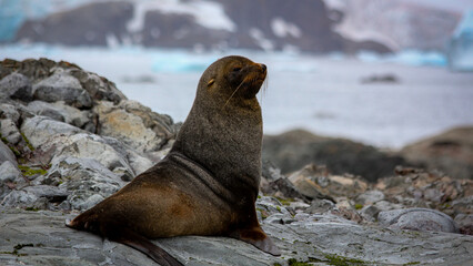 Naklejka premium Antarctica Cruise