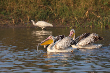 Group of Great White Pelicans in a Small Water Body at Little Rann of Kutch
