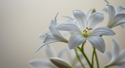 Fototapeta premium Delicate white lily flowers macro - purity and elegance - floral design element.