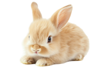 Adorable fluffy tan [animal] with big eyes in a studio shot with a transparent background