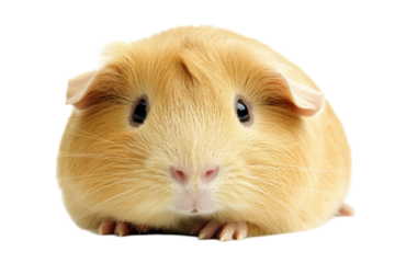 A close-up of a golden guinea pig with a transparent background facing the camera it has a pink nose and dark eyes. The animal has soft fur and is illuminated with soft lighting. 