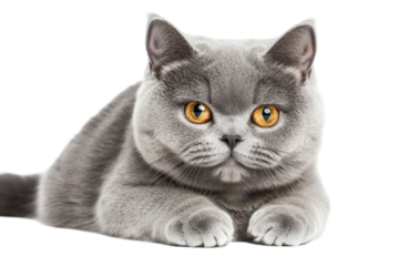 Close up studio portrait of grey domestic cat with orange eyes on transparent background