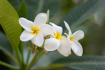 plumeria, champa