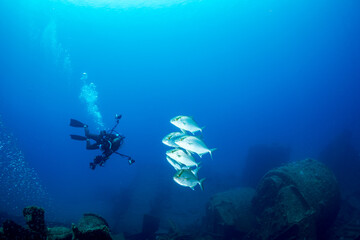 ヒレナガカンパチ　小笠原　東京都
