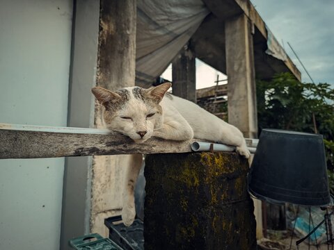 Cat sleeping on wood