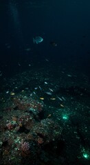 Fototapeta premium Vibrant underwater scene with diverse marine life in deep blue ocean