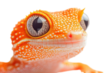 Close up of generic animal with detailed texture, eye focus and transparent background, showing skin patterns and eye details