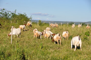 Fototapeta premium A group of great Boer goats grazing on the farm's green pastures