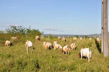 A group of great Boer goats grazing on the farm's green pastures