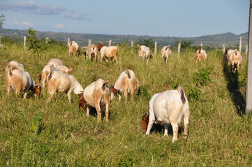 A group of great Boer goats grazing on the farm's green pastures