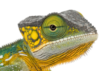 Close-up studio portrait of an animal with detailed textures and vibrant colors against a transparent background