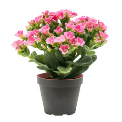 A Decorative Potted Kalanchoe Plant with Bright Pink Isolated on Transparent Background