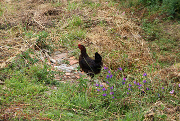 Black Galician hen free in countryside in rustic rural natural environment. Poultry on land with fresh green and dry grass, typical of Melide village, La Coruña, Galicia.