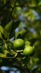 Lime fruit on the tree, green leaves around it. Focus selected