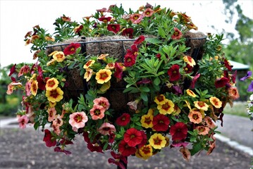 Tulip flowers with colors that adorn spring