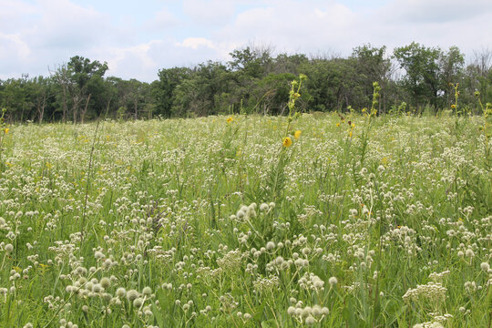 Rattlesnake master blooms and a few compass plant flowers in a meadow at Somme Prairie Nature Preserve in Northbrook, Illinois