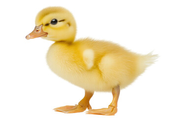 Vibrant yellow animal isolated against a transparent backdrop. The fluffy chick stands with its orange beak and feet visible. High-key lighting accentuates the bright colors of the feathers. Suitable