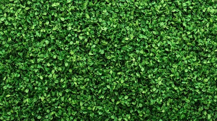 Lush Green Foliage: A Vibrant Texture of Nature's Green