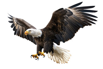 Obraz premium Majestic bird soaring with outstretched wings against a transparent background. Detailed feathers sharp talons and piercing gaze. Focus on freedom and power in flight