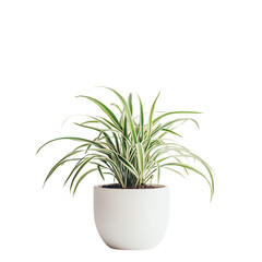 A Healthy Potted Spider Plant with Arching Green Leaves Isolated on Transparent Background