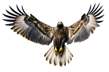 Majestic bird of prey with widespread wings isolated on a transparent background