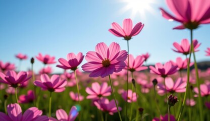 A vibrant field of pink cosmos flowers stretches towards a clear, bright blue sky, capturing the essence of a perfect summer day.