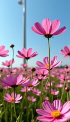 A vibrant field of pink cosmos flowers stretches towards a clear, bright blue sky, capturing the essence of a perfect summer day.