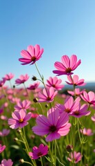 Fototapeta premium A vibrant field of pink cosmos flowers stretches towards a clear, bright blue sky, capturing the essence of a perfect summer day.
